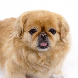 Caring for Dogs that are Hypoallergenic for Humans